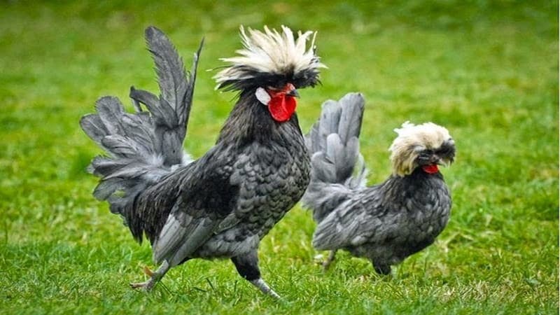 Tính cách hoạt bát, thân thiện