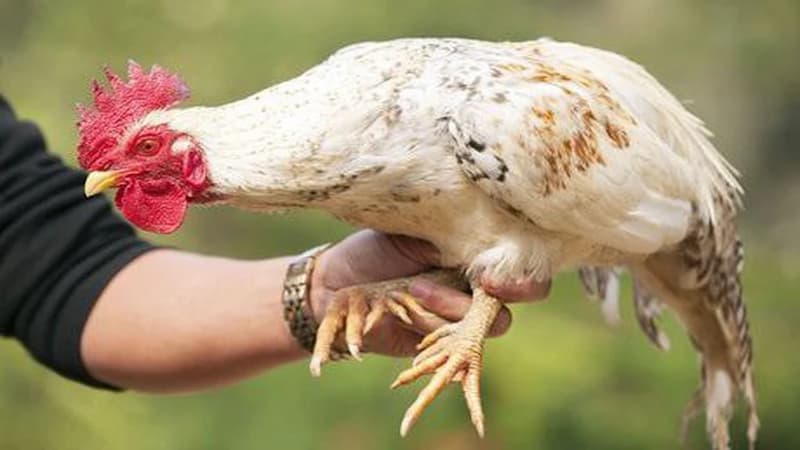 Cách nhận biết gà có nhiều cựa